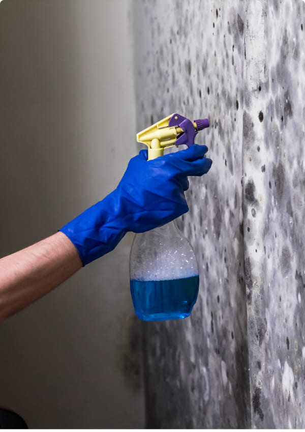 Mold Removal